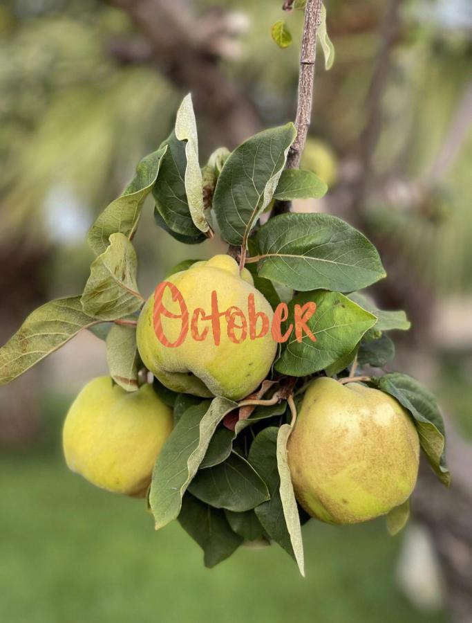 Masseria Valente Ostuni Eksteriør bilde